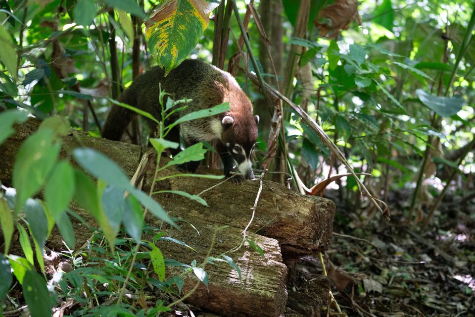 Coati