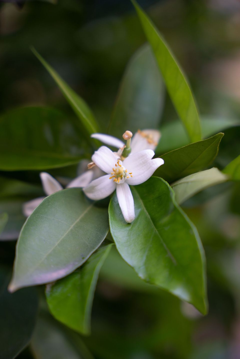 Lemon blossom
