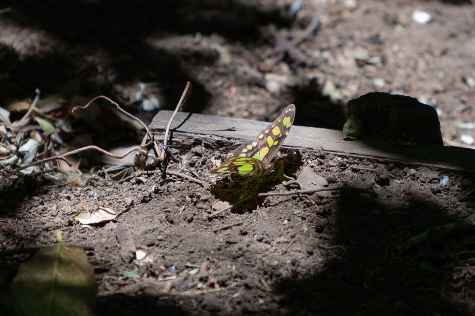 Butterfly