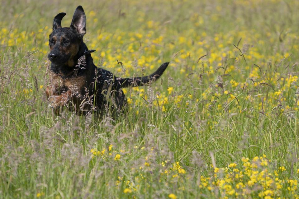 Dogs — June 2018