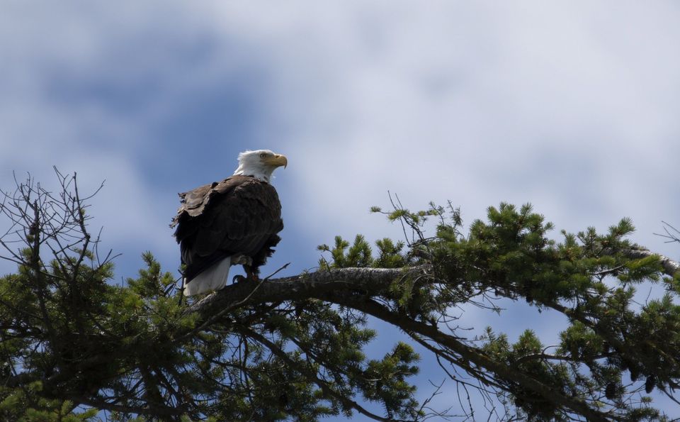 Birds — June 2018
