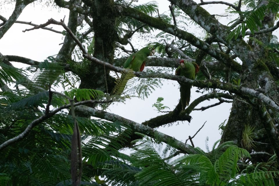 Parrots