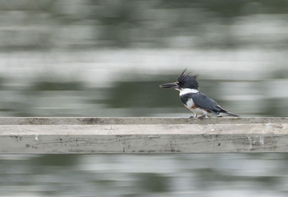 Birds — June 2018