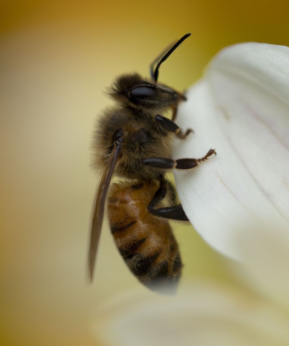 Macro — September 2018