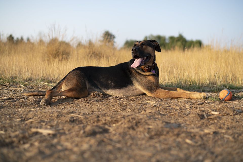 Dogs — July 2018