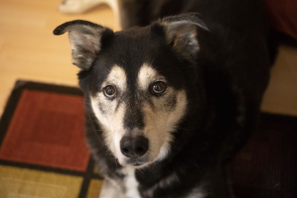 Dogs — November 2017
