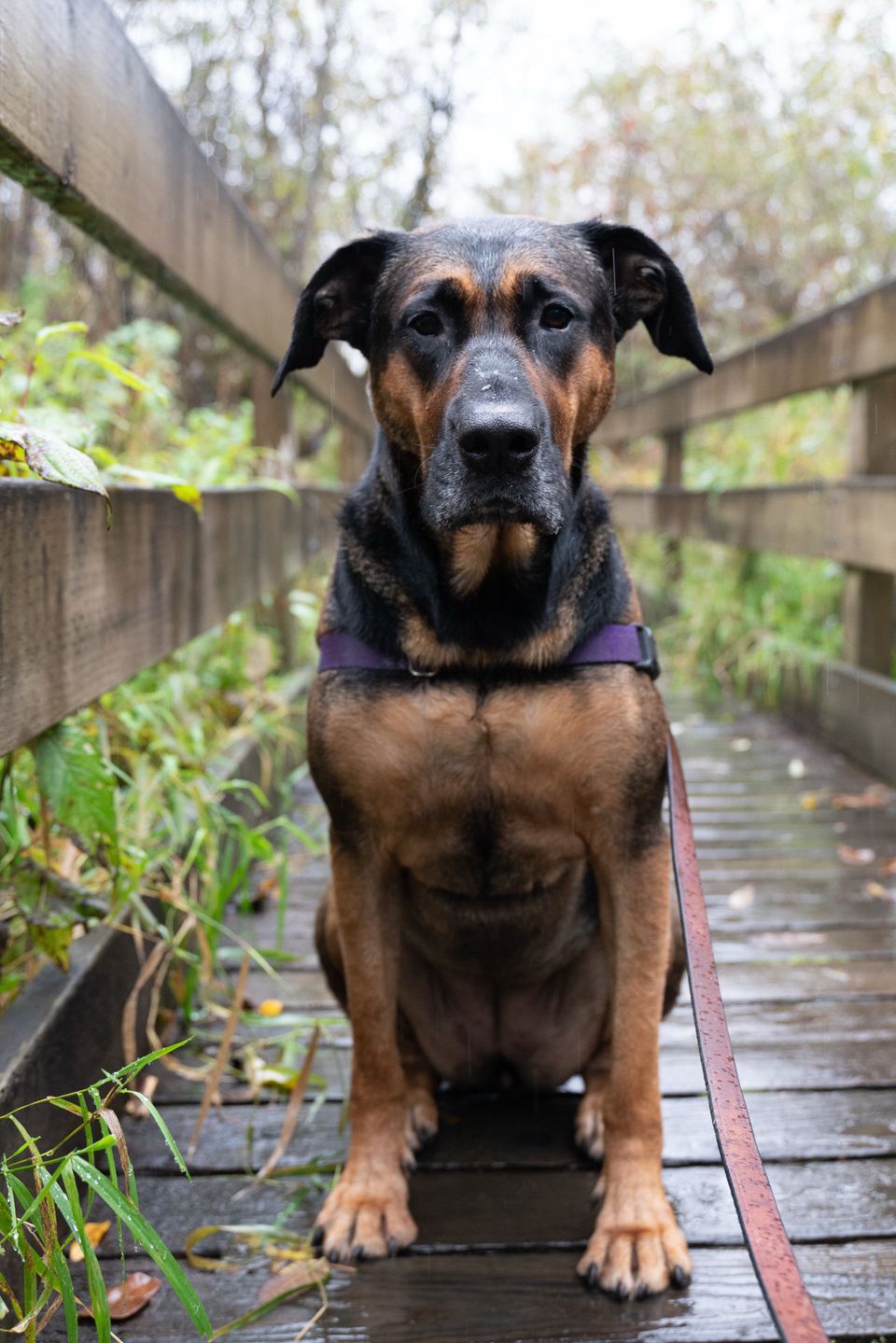 Dogs — photo 7 of 7