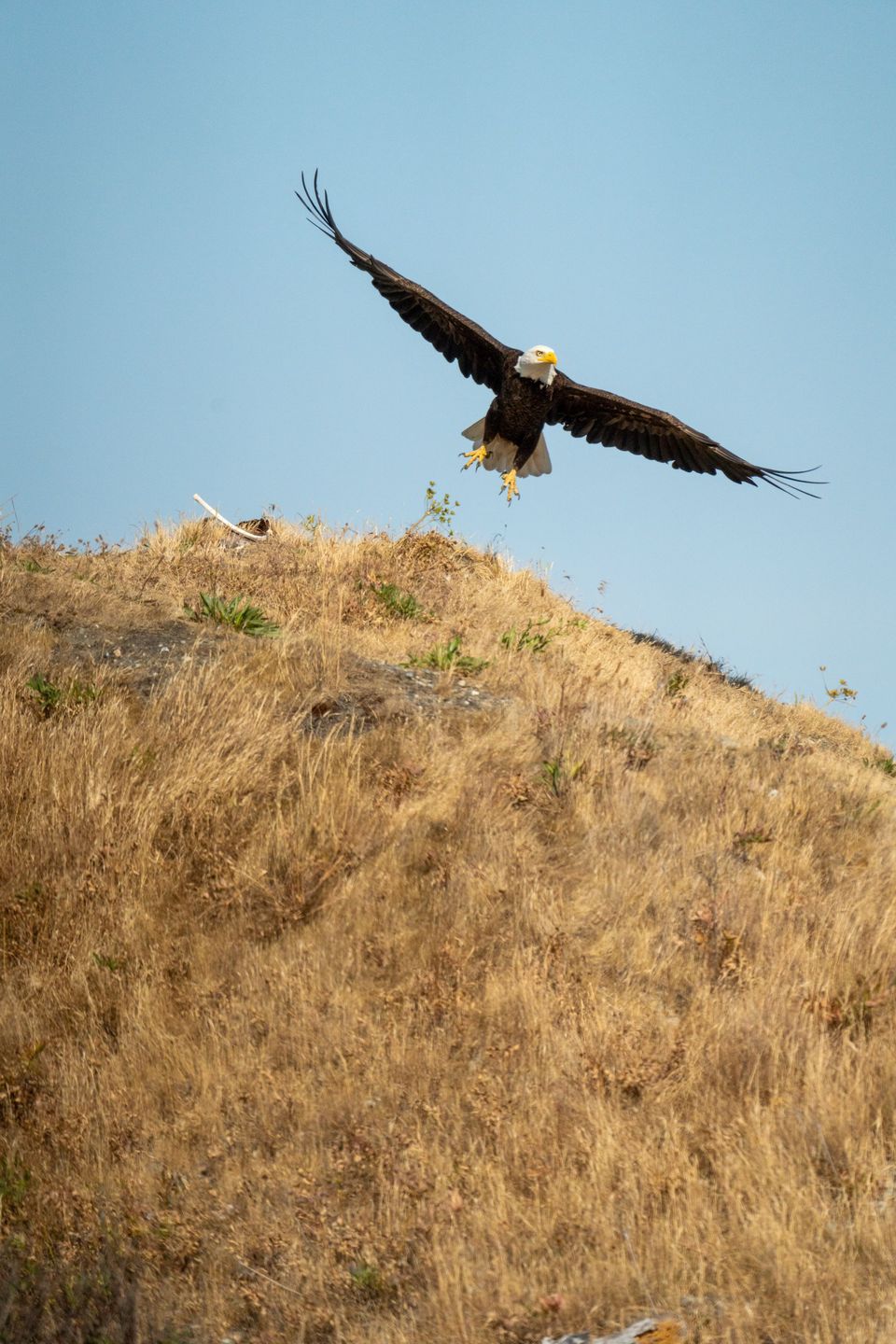 Beach eagle