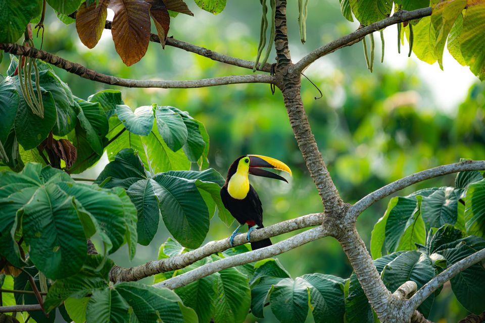Toucan