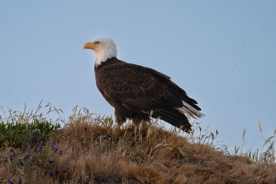 Eagle