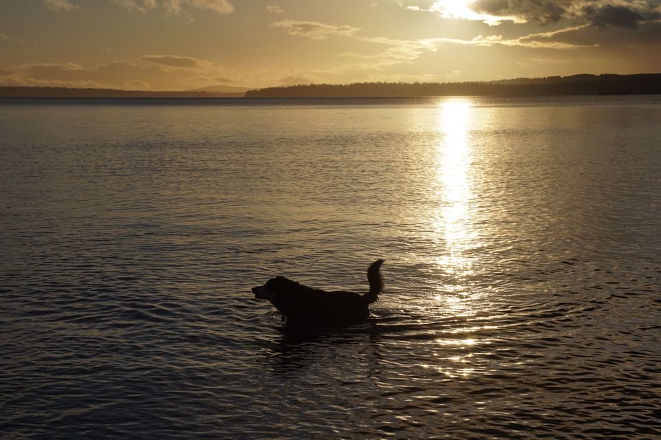Dogs — November 2017