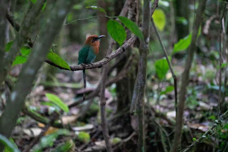 Rufous motmot