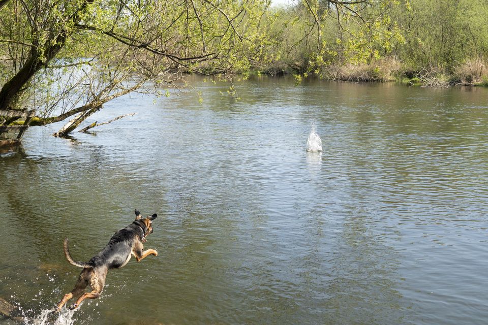 Dogs — April 2018
