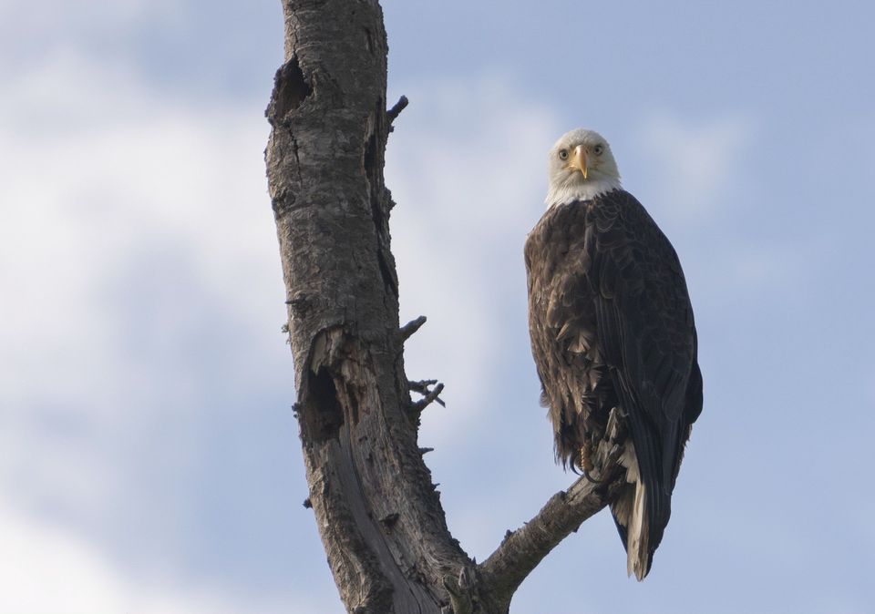 Birds — June 2018