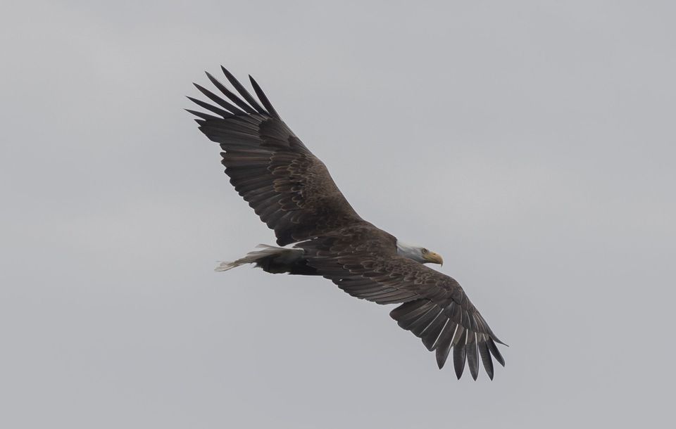 Birds — June 2018