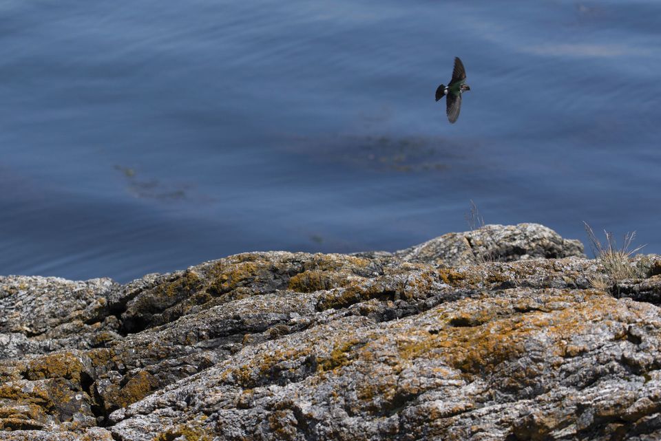 Birds — June 2018