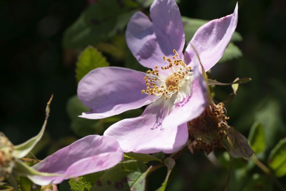 Macro — June 2018