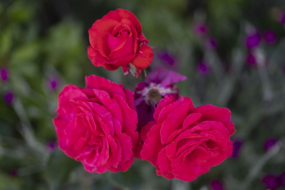 Close-up — June 2018